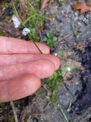 Eriocaulon aquaticum
