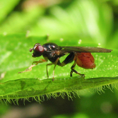 Sphegina