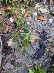 Eriocaulon aquaticum