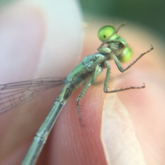 Ischnura verticalis