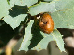 Andricus reticulatus