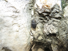 Microschatia punctata