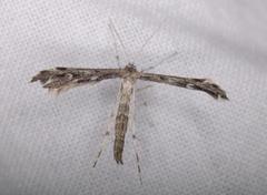 Hellinsia inquinatus