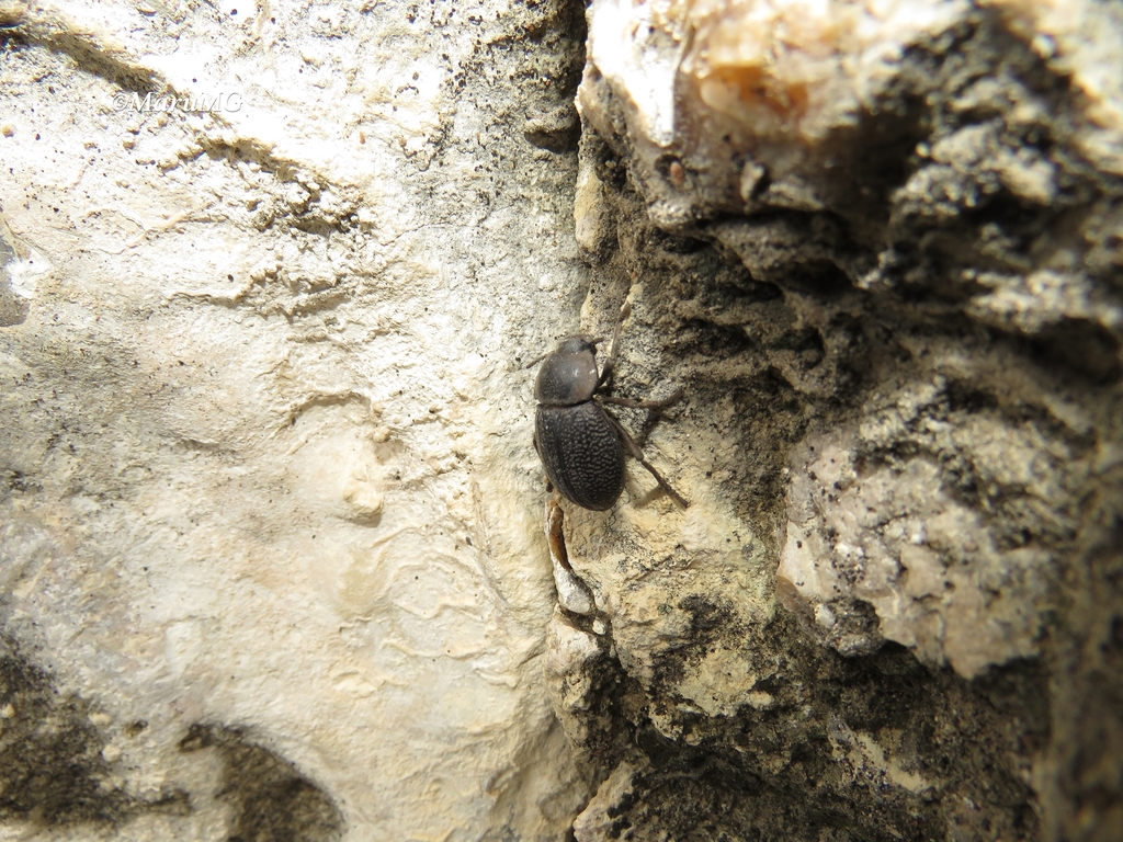 Microschatia punctata