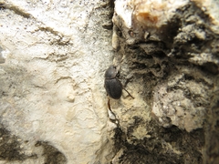 Microschatia punctata