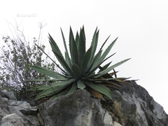Agave xylonacantha