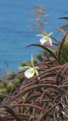 Brassavola tuberculata