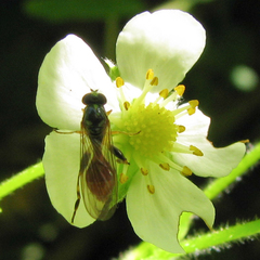 Sphegina
