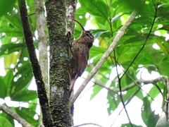 Campylorhamphus pusillus