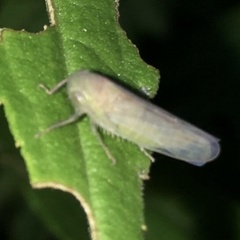 Cicadellidae