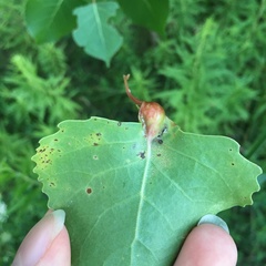 Pemphigus populicaulis