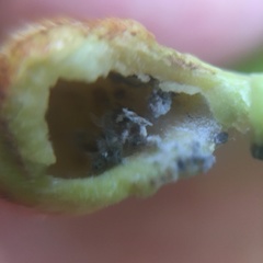 Pemphigus populicaulis