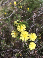 Acacia echinula