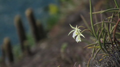 Brassavola tuberculata