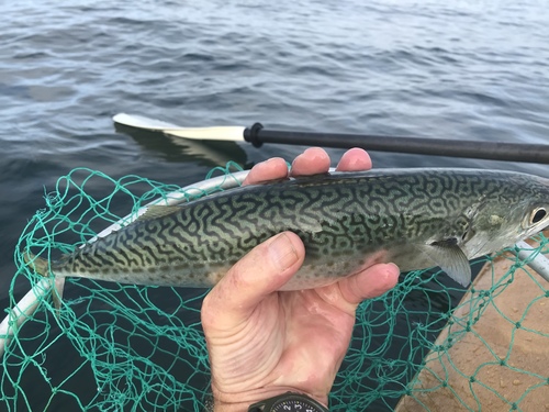 Atlantic chub mackerel (Scomber colias) — Scombridae — 2