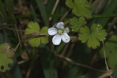 Geranium microphyllum