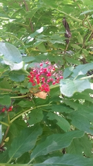Sambucus racemosa racemosa
