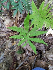 Phegopteris