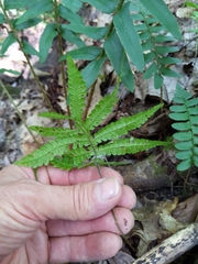 Phegopteris