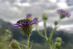 Acmaeodera decipiens