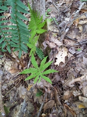 Phegopteris