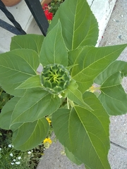 Helianthus annuus