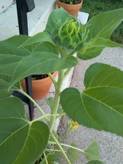 Helianthus annuus