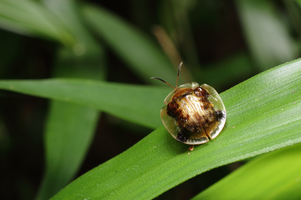 Thlaspida cribrosa (荒野1號地週邊觀察) · iNaturalist