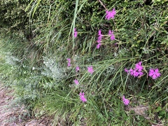 Dianthus longicalyx