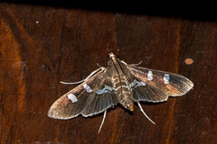 Desmia ufeus