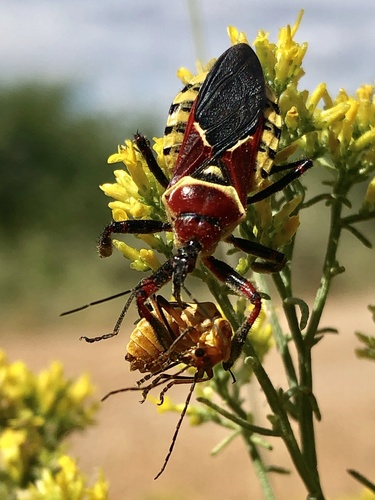 Yellow-bellied Bee Assassin