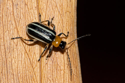 Acalymma bivittatum · iNaturalist