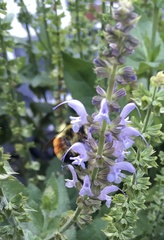 Bombus ternarius