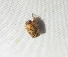 Pachybrachis turbidus