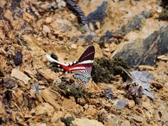 Erateina staudingeri