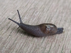 Ostracolethinae