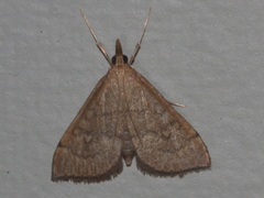 Metasia dicealis