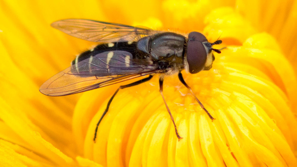 Dasysyrphus pinastri