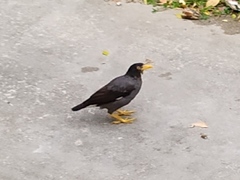 Acridotheres javanicus