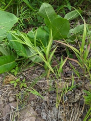 Muhlenbergia frondosa
