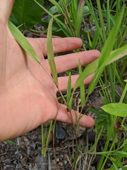 Muhlenbergia frondosa