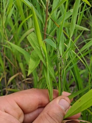 Muhlenbergia frondosa
