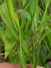 Muhlenbergia frondosa