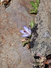 Campanula piperi