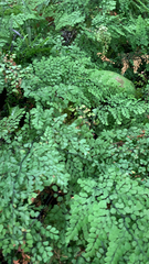 Adiantum venustum