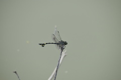 Sinictinogomphus clavatus