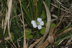 Geranium microphyllum