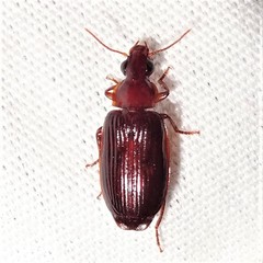 Plochionus timidus