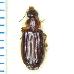 Plochionus timidus