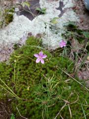 Phemeranthus mengesii